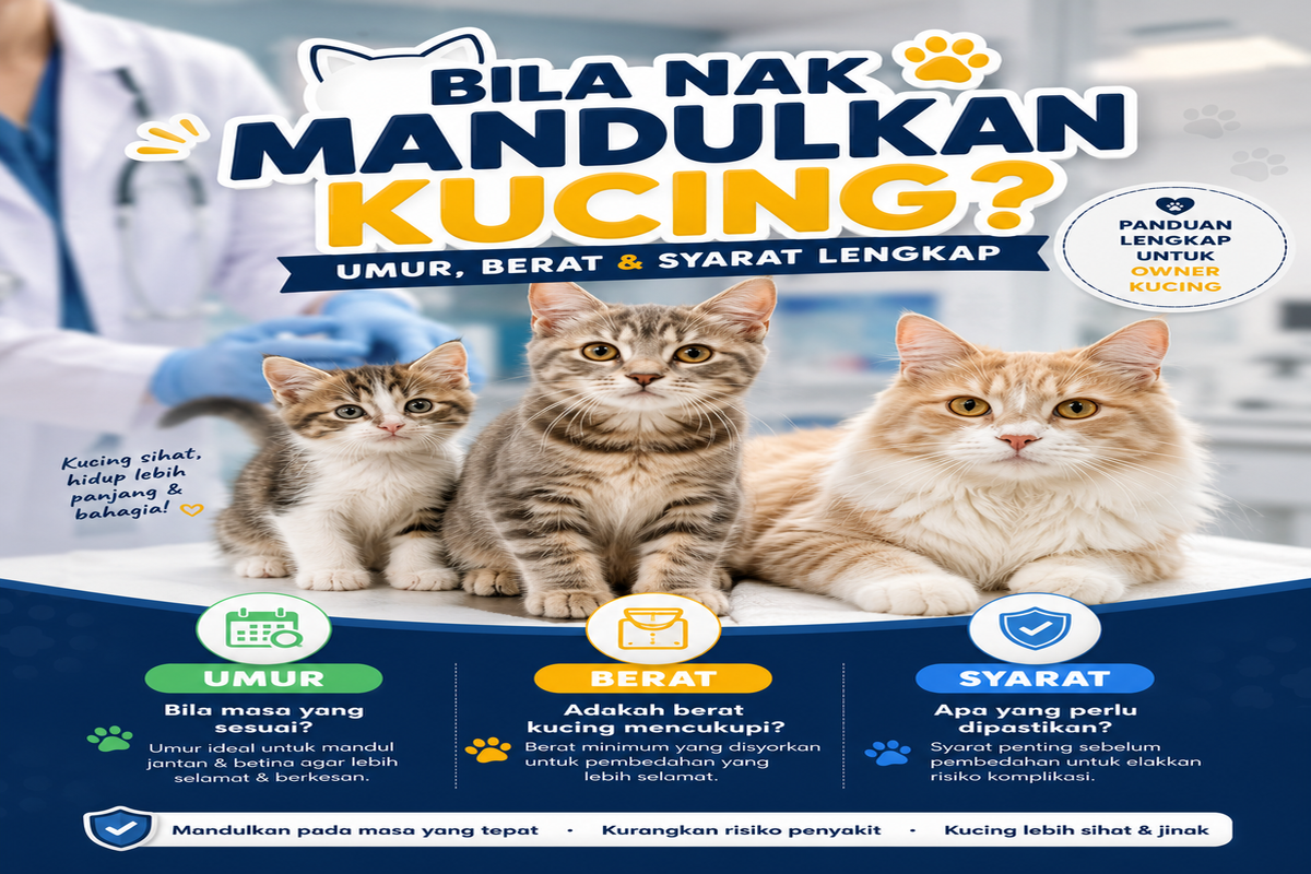 Infografik Bila Nak Mandulkan Kucing — umur, berat dan syarat lengkap pemandulan kucing dari Klinik Veterinar & Surgeri Fawa