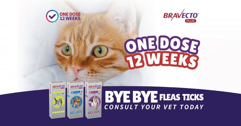 Bravecto Plus untuk kucing